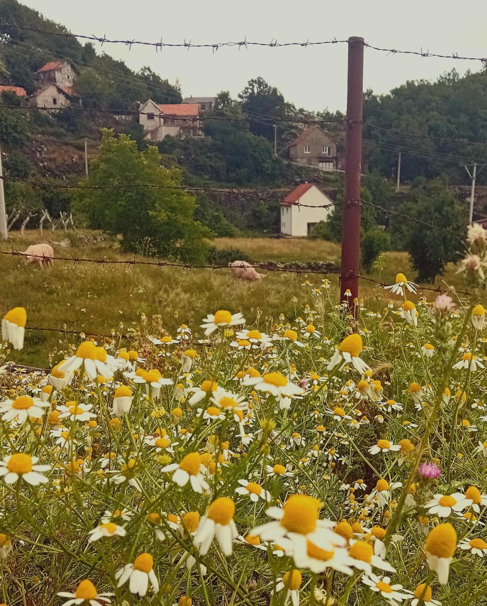 Konak Ugnji-Village Cetinje Bagian luar foto